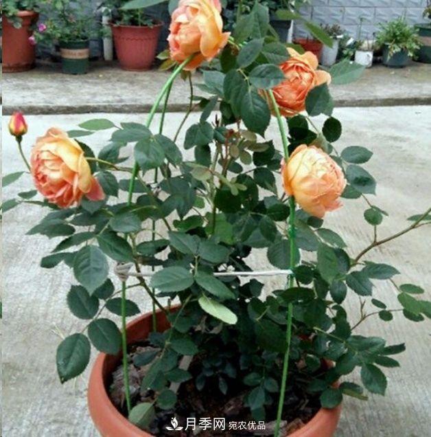 月季長的又細又長怎么辦？簡單3招解決！(圖3)