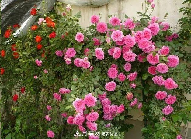月季長的又細又長怎么辦？簡單3招解決！(圖1)