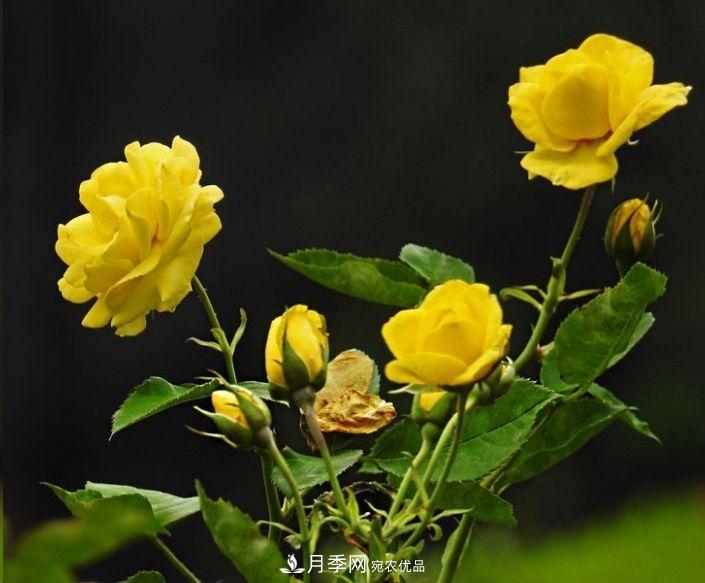 月季長的又細又長怎么辦？簡單3招解決！(圖2)