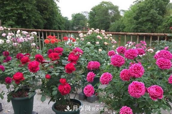 養(yǎng)月季，澆水很關(guān)鍵，學(xué)會這2個“竅門”，枝繁葉茂花滿枝！(圖3)