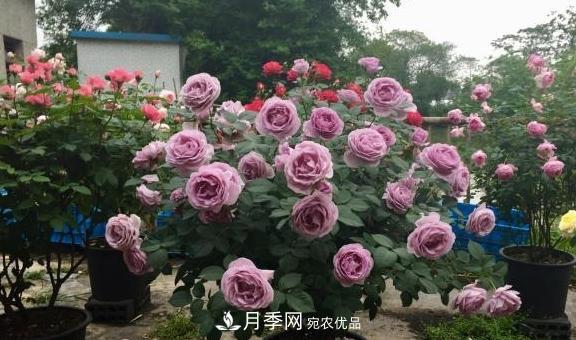 養(yǎng)月季，澆水很關(guān)鍵，學(xué)會這2個“竅門”，枝繁葉茂花滿枝！(圖2)