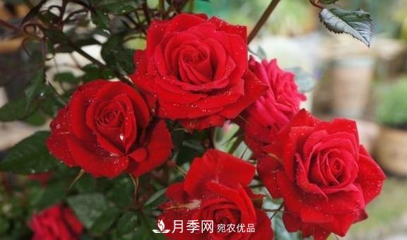 養(yǎng)月季，澆水很關(guān)鍵，學(xué)會這2個“竅門”，枝繁葉茂花滿枝！(圖1)