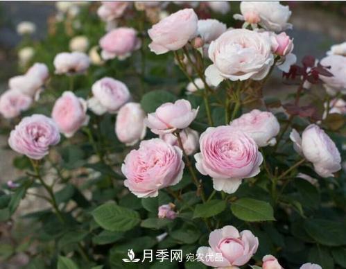 月季花長花苞后，及時給它施一種肥，不然影響正常開花(圖2)
