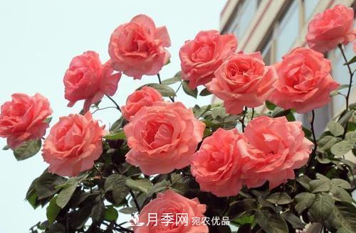 月季花長花苞后，及時給它施一種肥，不然影響正常開花(圖3)