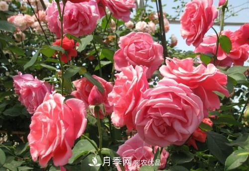 月季花長花苞后，及時給它施一種肥，不然影響正常開花(圖1)