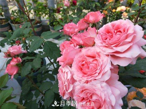 月季花長花苞后，及時給它施一種肥，不然影響正常開花(圖4)