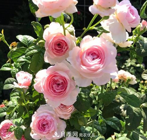 夏天養(yǎng)月季花，了解掌握4個要點，秋花開爆盆(圖1)