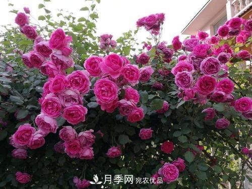 夏天養(yǎng)月季花，了解掌握4個要點，秋花開爆盆(圖4)