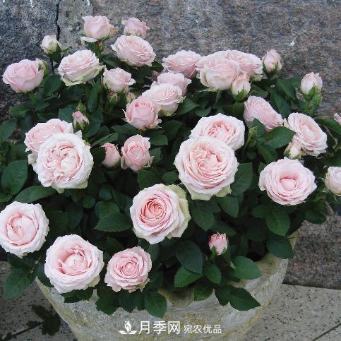 夏天養(yǎng)月季花，了解掌握4個要點，秋花開爆盆(圖2)