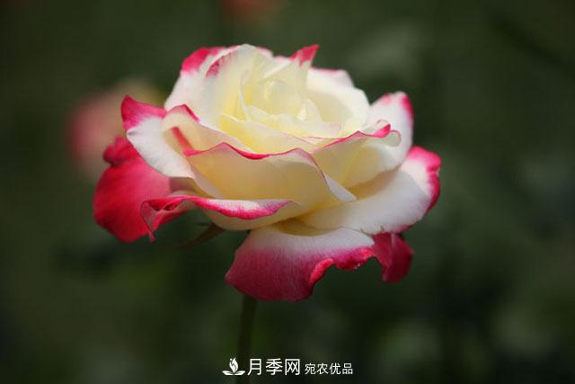 抓住這三大原則，月季修剪太簡單了！(圖1)