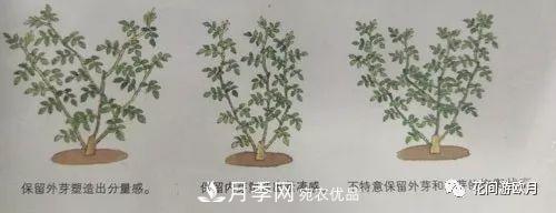 抓住這三大原則，月季修剪太簡單了！(圖3)