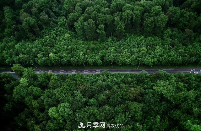 2020年度全國(guó)苗木供需分析報(bào)告，這些苗木市場(chǎng)需求大(圖1)