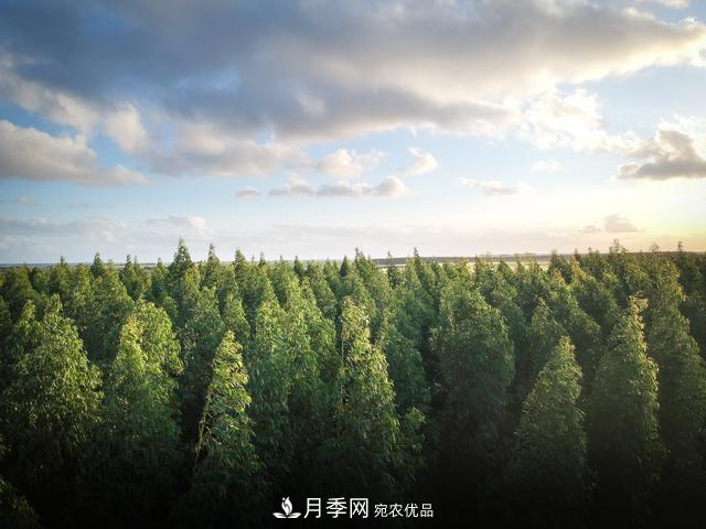 2020年度全國(guó)苗木供需分析報(bào)告，這些苗木市場(chǎng)需求大(圖2)