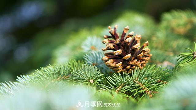 2020年度全國(guó)苗木供需分析報(bào)告，這些苗木市場(chǎng)需求大(圖5)
