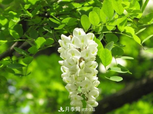 2020年度全國(guó)苗木供需分析報(bào)告，這些苗木市場(chǎng)需求大(圖3)