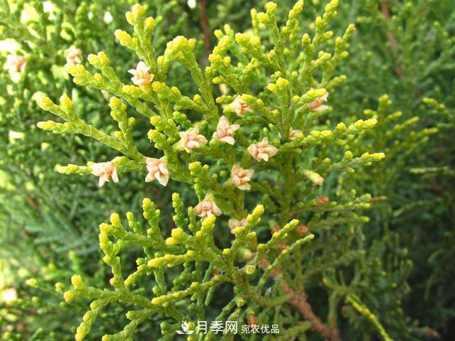 2020年度全國(guó)苗木供需分析報(bào)告，這些苗木市場(chǎng)需求大(圖4)