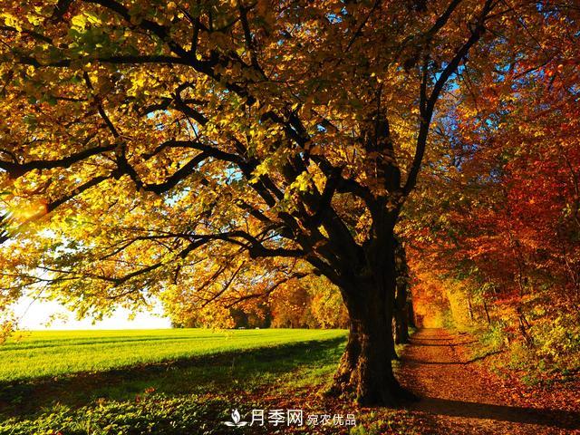 2020年度全國(guó)苗木供需分析報(bào)告，這些苗木市場(chǎng)需求大(圖7)