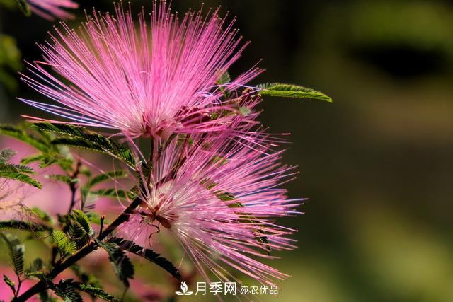 2020年度全國(guó)苗木供需分析報(bào)告，這些苗木市場(chǎng)需求大(圖6)