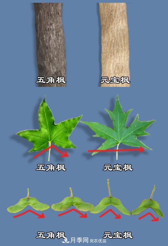 只用一張圖片，讓你馬上分清五角楓和元寶楓的區(qū)別(圖1)