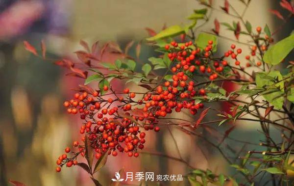 街頭的4種綠化樹，剪根枝條扦插，成漂亮盆景，不花錢(圖2)