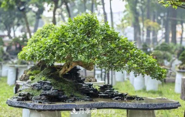 街頭的4種綠化樹，剪根枝條扦插，成漂亮盆景，不花錢(圖1)