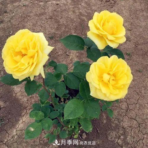 月季小苗想要長壯，學(xué)會(huì)這幾招，快速成大苗！(圖1)