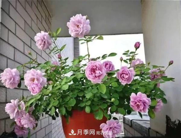養(yǎng)月季施肥牢記“3要2不要”，月季猛爆壯筍，花開(kāi)連成片！(圖2)