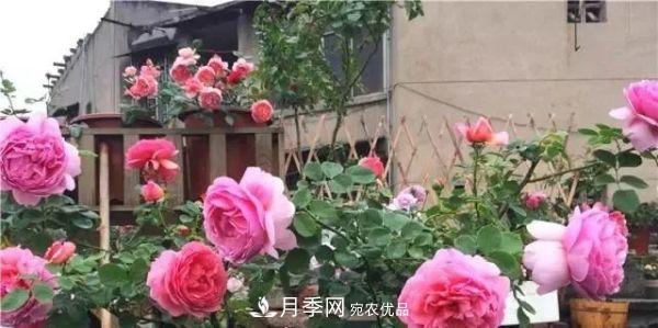 養(yǎng)月季施肥牢記“3要2不要”，月季猛爆壯筍，花開(kāi)連成片！(圖3)