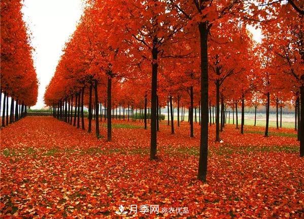 這幾種彩色喬灌木工程上需求量大，2020苗木市場行情看好(圖1)