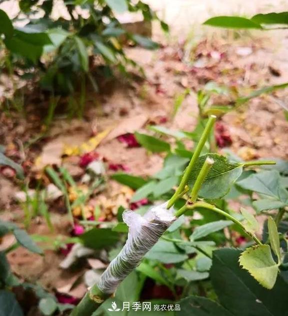 青島路邊用月季美化，開(kāi)的月季花比拳頭大，原來(lái)是月季嫁接的薔薇(圖3)