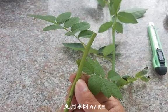 青島路邊用月季美化，開(kāi)的月季花比拳頭大，原來(lái)是月季嫁接的薔薇(圖4)