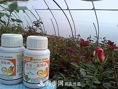 月季的常備藥品有哪些？收好了！(圖8)