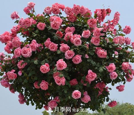 樹狀月季是用什么樹做樹樁？(圖3)