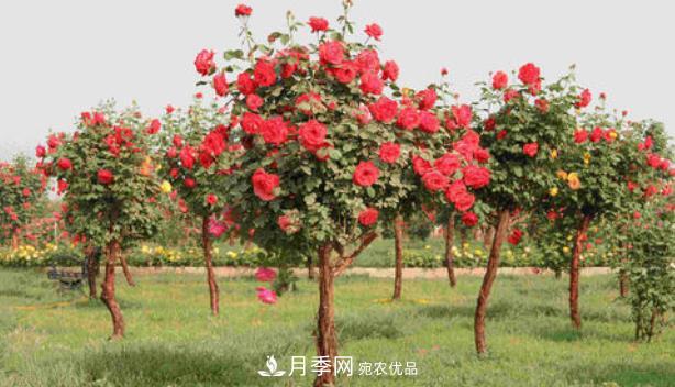 樹狀月季是用什么樹做樹樁？(圖2)