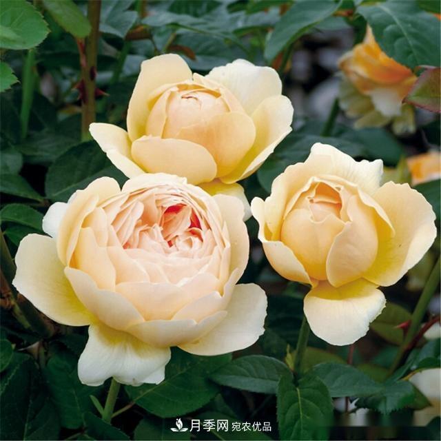 夏天月季為什么往往開得不太好？原因都在這里(圖1)