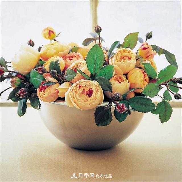 夏天月季為什么往往開得不太好？原因都在這里(圖2)