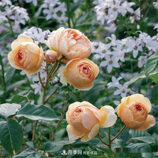夏天月季為什么往往開得不太好？原因都在這里(圖3)