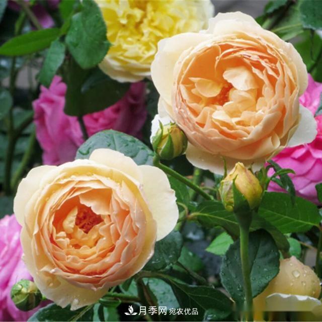 夏天月季為什么往往開得不太好？原因都在這里(圖4)