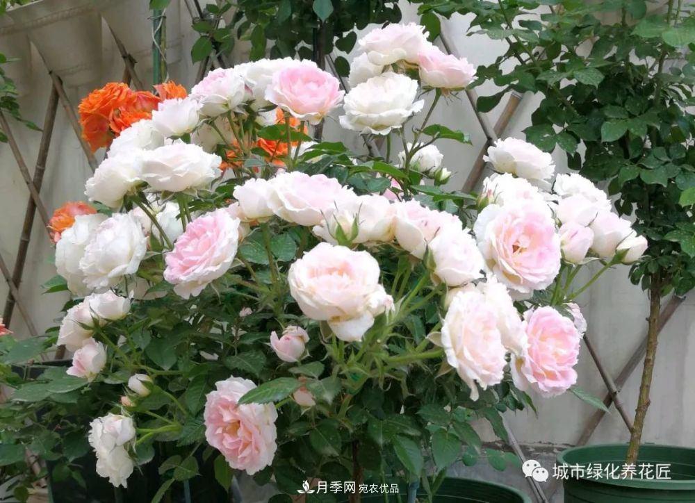 月季基礎(chǔ)知識：月季肥害，月季藥害，月季薊馬危害的基本特征(圖2)