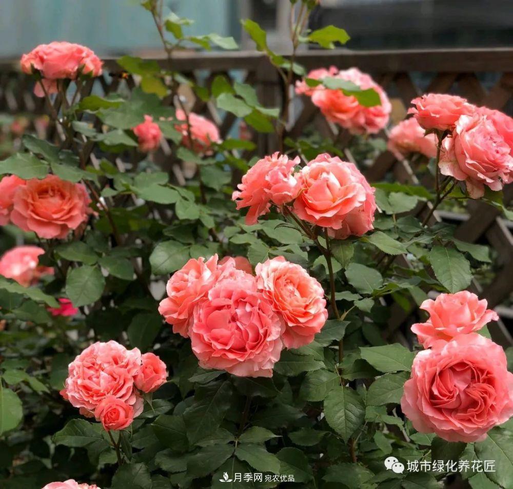 月季基礎(chǔ)知識：月季肥害，月季藥害，月季薊馬危害的基本特征(圖4)
