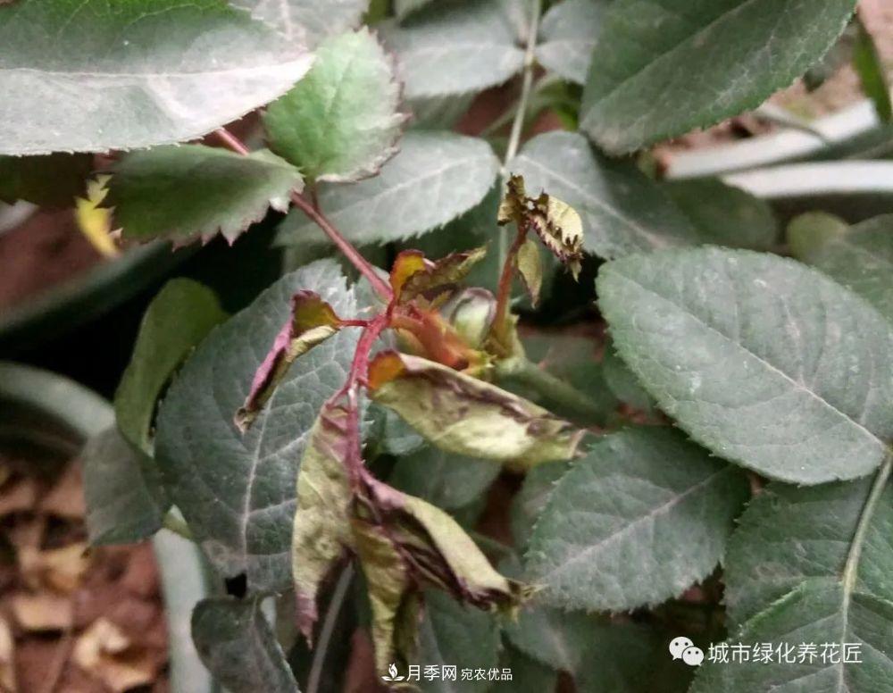 月季基礎(chǔ)知識：月季肥害，月季藥害，月季薊馬危害的基本特征(圖9)