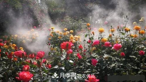 40萬(wàn)株月季繁花似錦，鄭州月季公園邀你來(lái)(圖1)