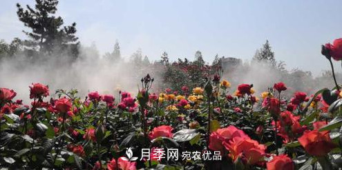 40萬(wàn)株月季繁花似錦，鄭州月季公園邀你來(lái)(圖4)