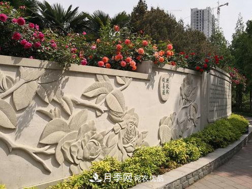 40萬(wàn)株月季繁花似錦，鄭州月季公園邀你來(lái)(圖7)