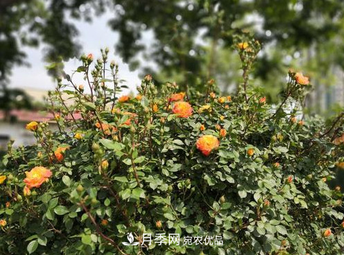 40萬(wàn)株月季繁花似錦，鄭州月季公園邀你來(lái)(圖6)