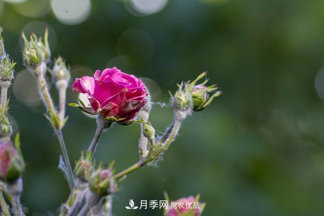 秋天月季不殺菌，會(huì)把病菌帶到家里，月季花友真實(shí)經(jīng)歷告訴你后果(圖2)