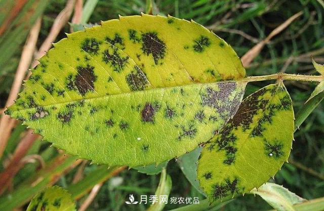 秋天月季不殺菌，會(huì)把病菌帶到家里，月季花友真實(shí)經(jīng)歷告訴你后果(圖3)