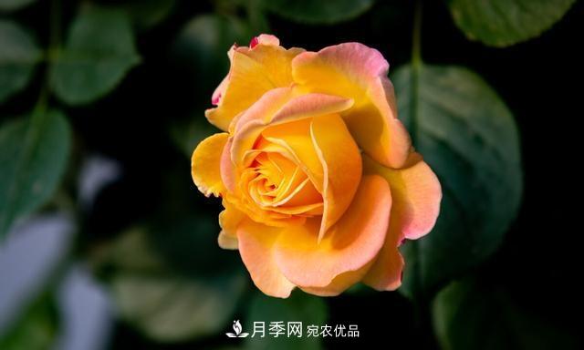 秋天月季不殺菌，會(huì)把病菌帶到家里，月季花友真實(shí)經(jīng)歷告訴你后果(圖5)