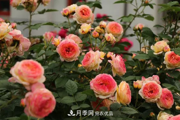 月季品種推薦，性?xún)r(jià)比超高，收藏起來(lái)**有用(圖1)