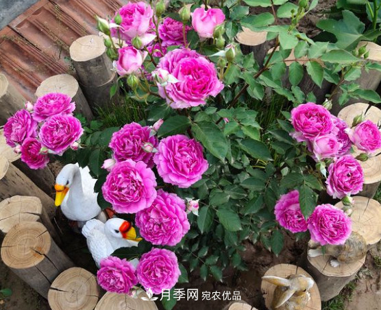 月季品種推薦，性?xún)r(jià)比超高，收藏起來(lái)**有用(圖5)